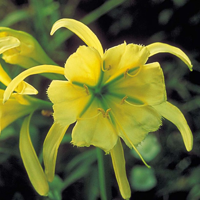 Hymenocallis festalis Sulphur Queen (Fioritura)