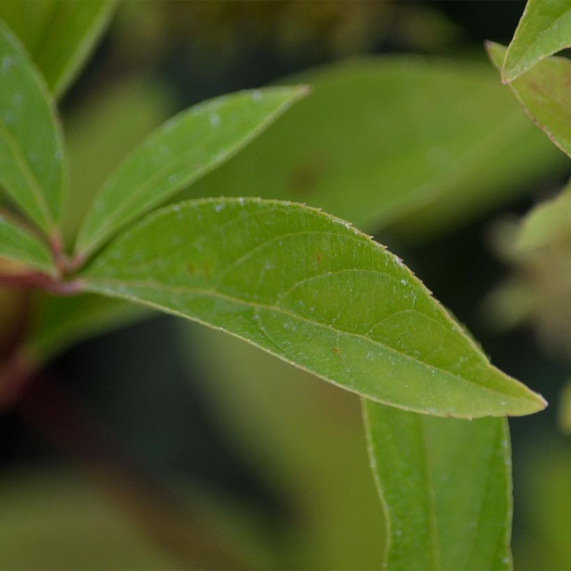 Itea virginica Henry's Garnet (Fogliame)