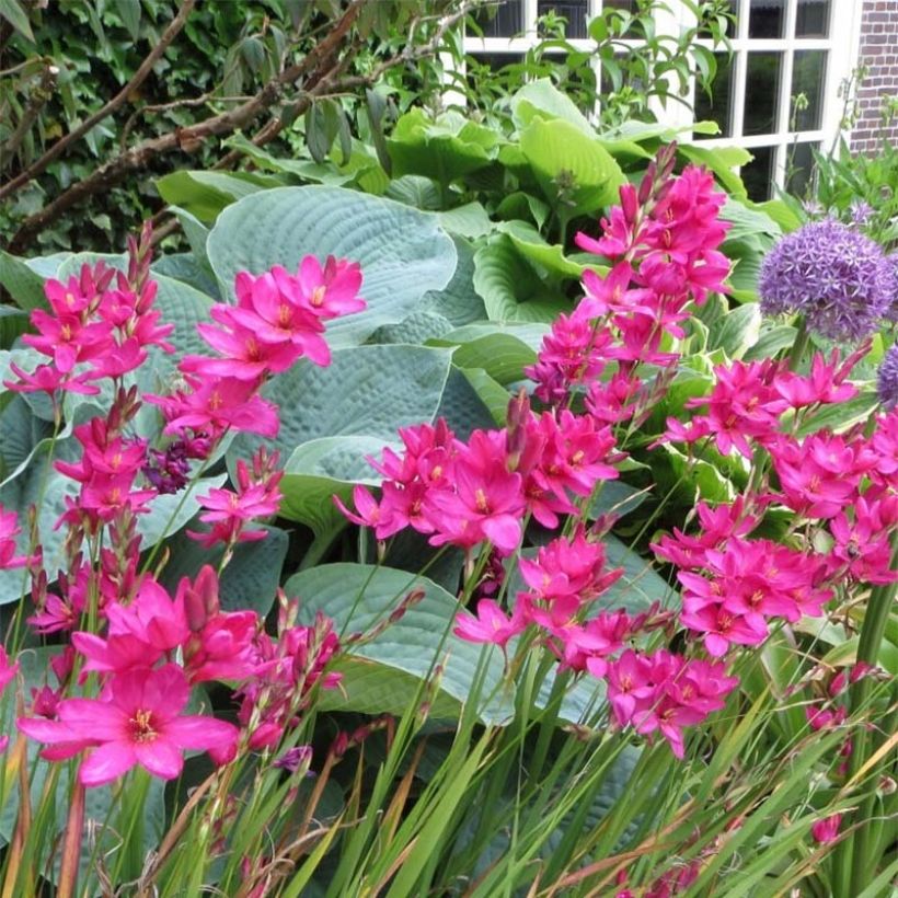 Ixia Mabel (Fioritura)