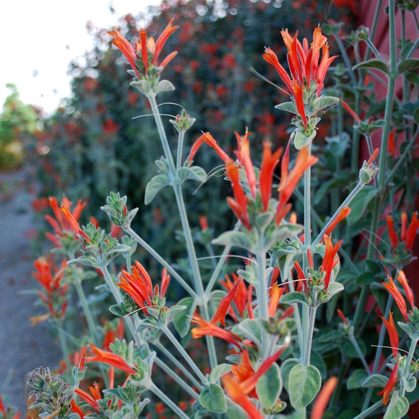 Dicliptera squarrosa (Fioritura)