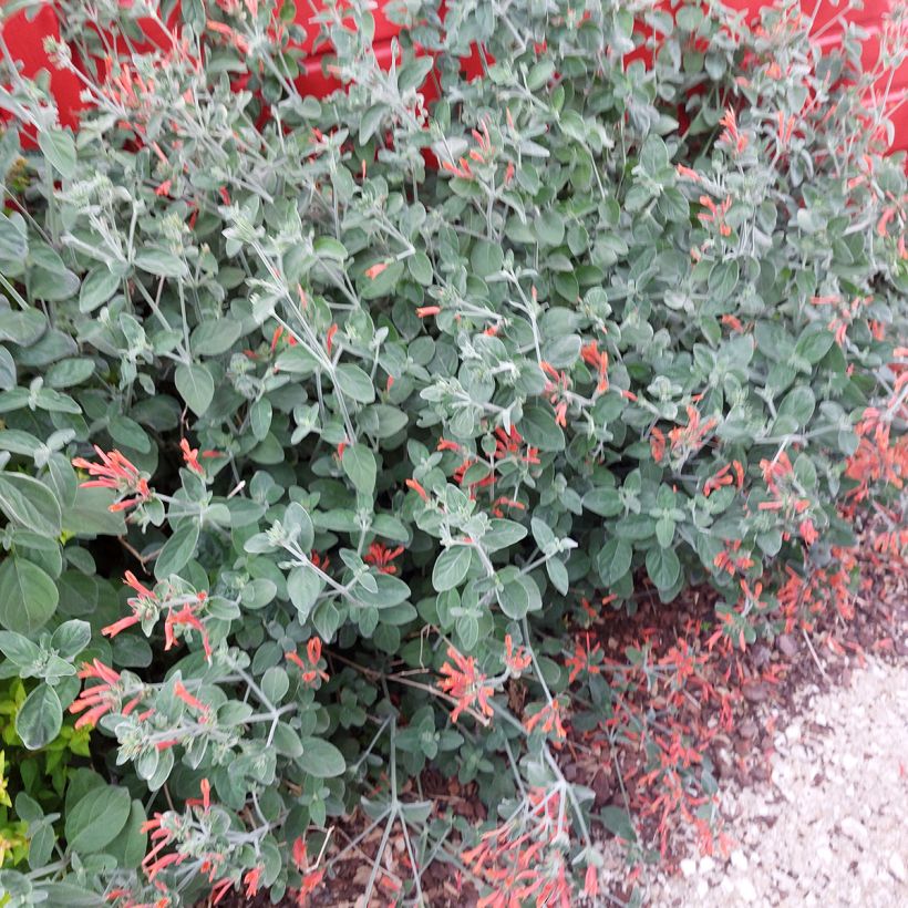 Dicliptera squarrosa (Porto)