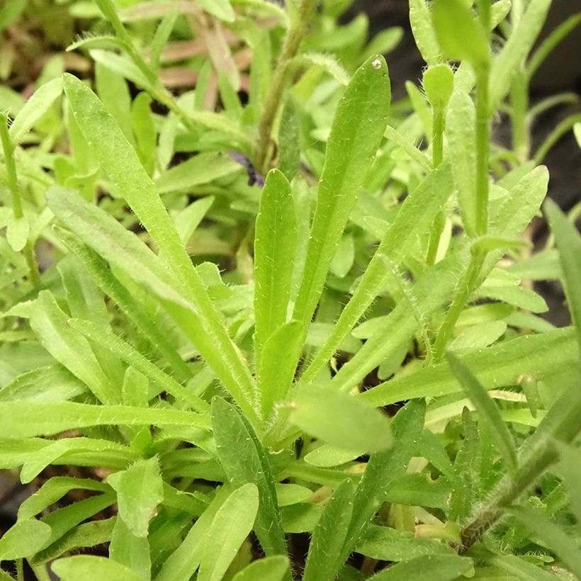 Jasione laevis Blaulicht (Fogliame)