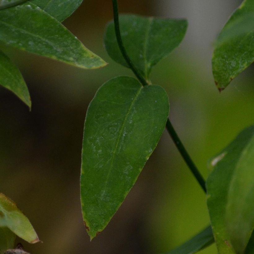 Jasminum beesianum - Gelsomino rosa (Fogliame)