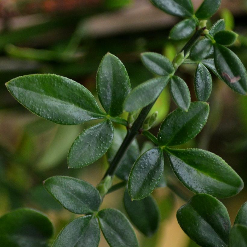 Jasminum nudiflorum - Gelsomino d'inverno (Fogliame)