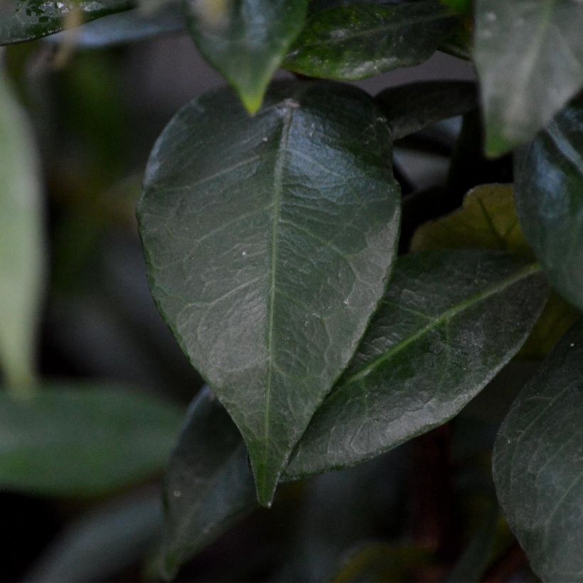 Trachelospermum jasminoides - Falso gelsomino (Fogliame)