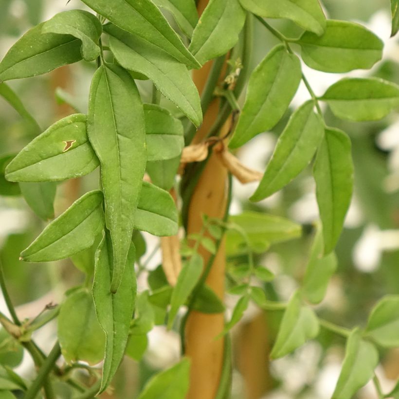 Jasminum polyanthum - Gelsomino marzolino (Fogliame)