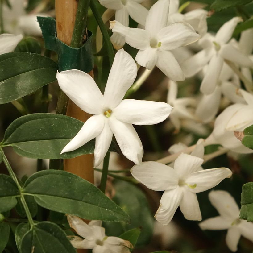 Jasminum polyanthum - Gelsomino marzolino (Fioritura)