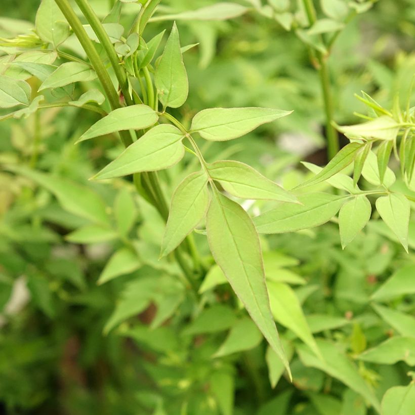 Jasminum officinalis Affinis - Gelsomino comune (Fogliame)