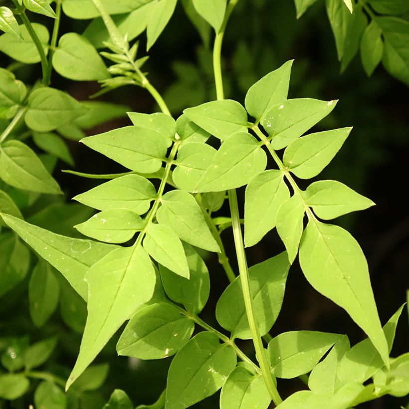 Jasminum officinale Clotted Cream - Gelsomino comune (Fogliame)