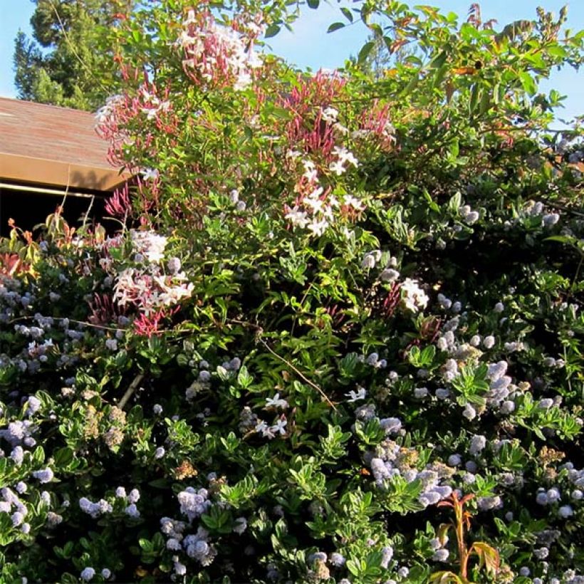 Jasminum polyanthum - Gelsomino marzolino (Porto)