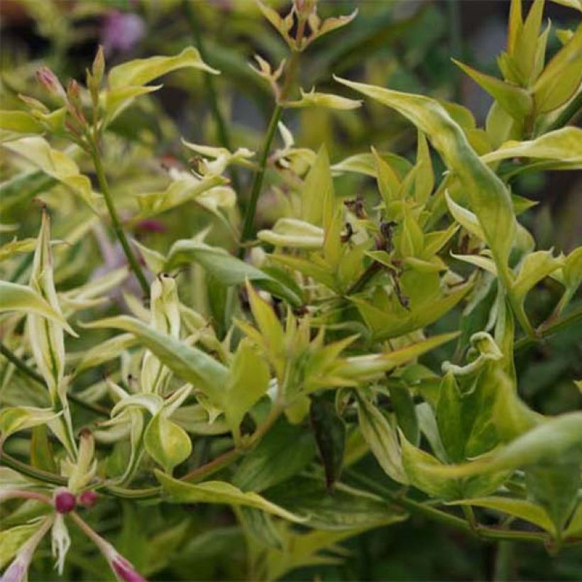 Jasminum stephanense - Gelsomino (Fogliame)