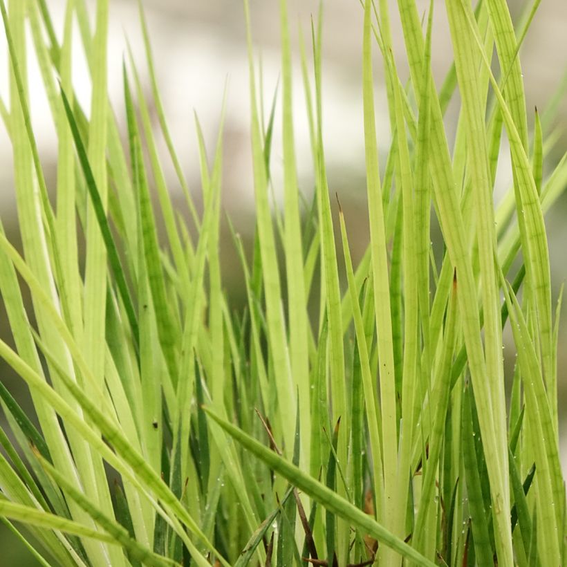 Juncus ensifolius - Giunco a foglie strette (Fogliame)