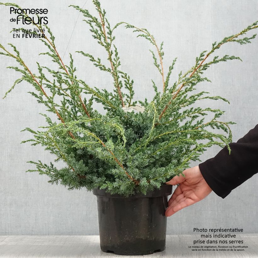 Juniperus chinensis Blue Alps - Genévrier de Chine en pot de 7,5L/10L esemplare consegnato in inverno