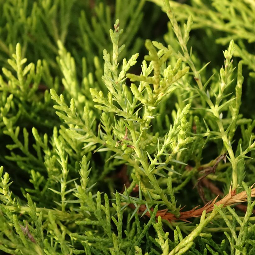 Juniperus pfitzeriana Golden Saucer - Ginepro (Fogliame)