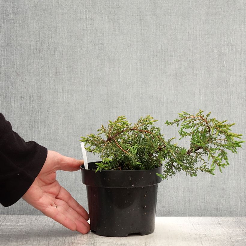 Juniperus communis Hornibrookii - Genévrier commun                - Pot de 1,5L/2L esemplare consegnato in primavera