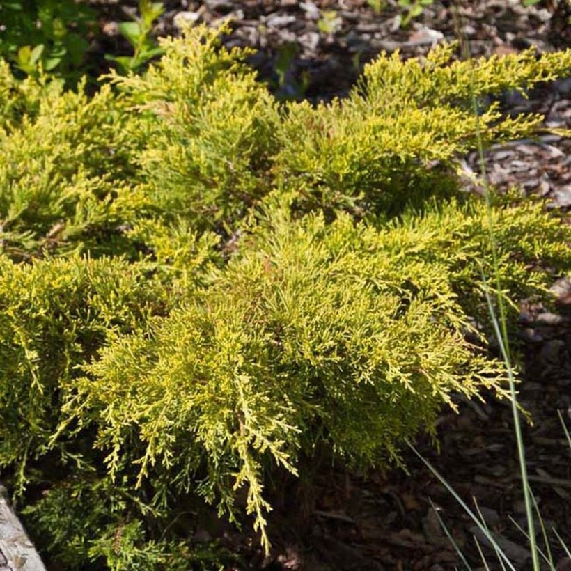 Juniperus pfitzeriana Goldkissen - Ginepro (Fogliame)