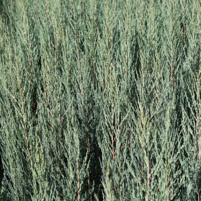 Juniperus scopulorum Blue Arrow - Ginepro (Fogliame)