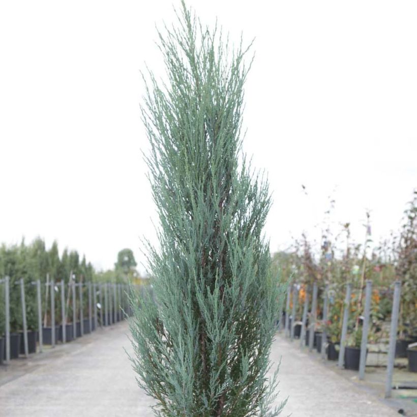 Juniperus scopulorum Blue Arrow - Ginepro (Porto)