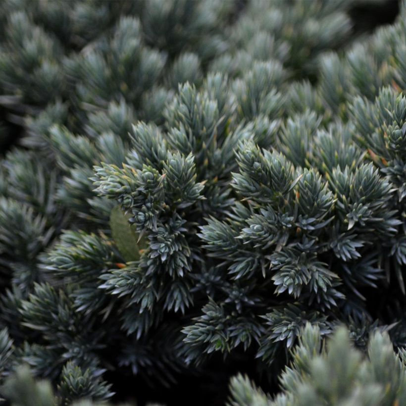 Juniperus squamata Blue Star - Ginepro (Fogliame)