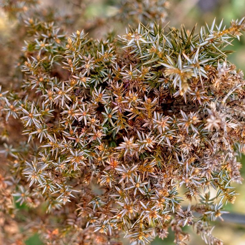 Juniperus communis Hibernica - Ginepro comune (Fogliame)