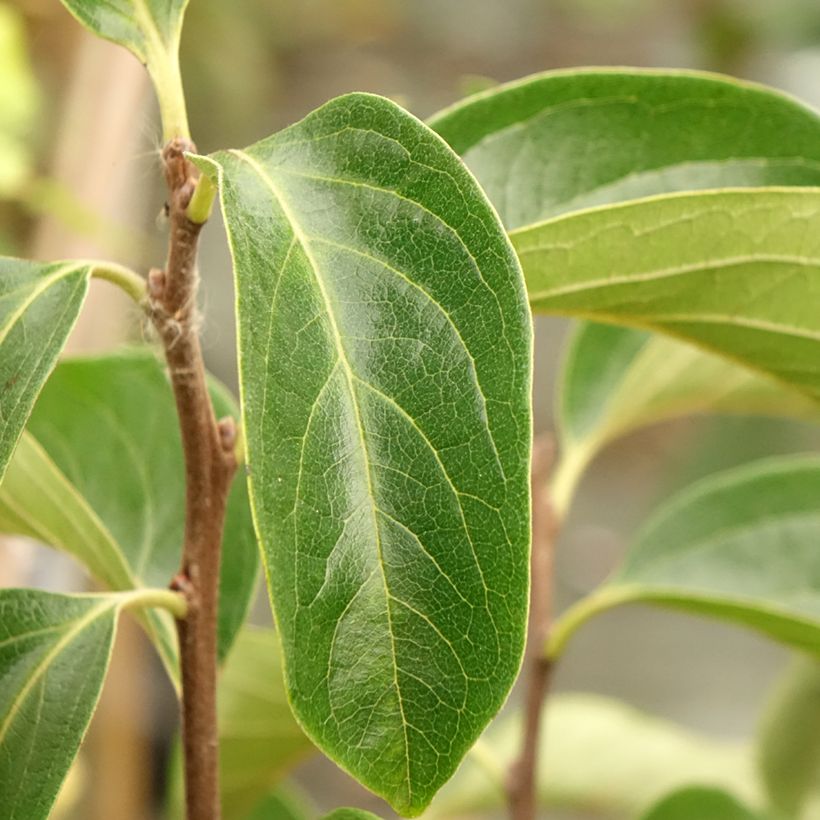 Cachi Fuyu (Fogliame)