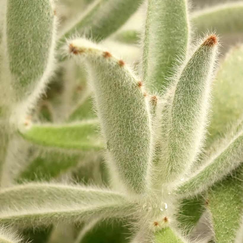 Kalanchoe tomentosa (Fogliame)