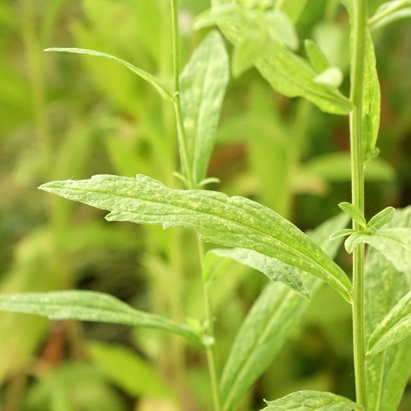 Kalimeris incisa Alba - Aster giapponese (Fogliame)