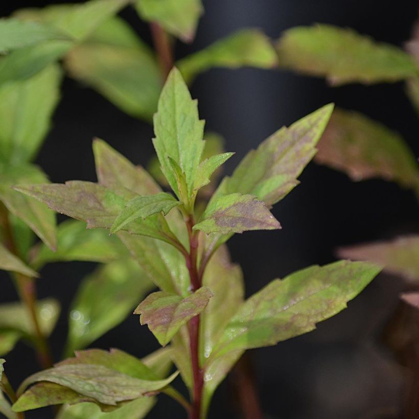 Kalimeris yomena Shogun - Aster giapponese (Fogliame)