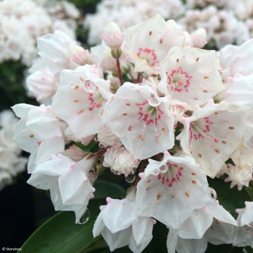 Kalmia latifolia Zebulon - Alloro di montagna (Fioritura)