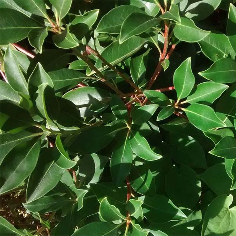 Kalmia latifolia - Alloro di montagna (Fogliame)