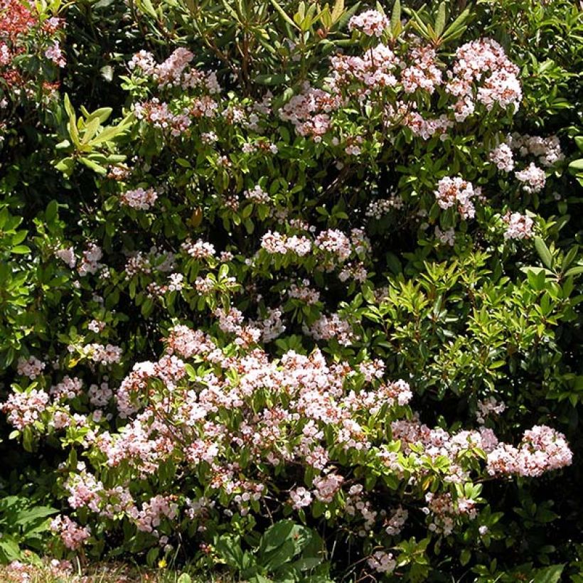 Kalmia latifolia f. fuscata Freckles - Alloro di montagna (Porto)