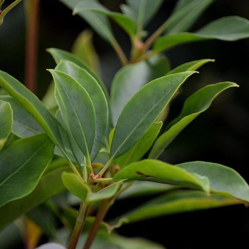 Kalmia latifolia Latchmin - Alloro di montagna (Fogliame)