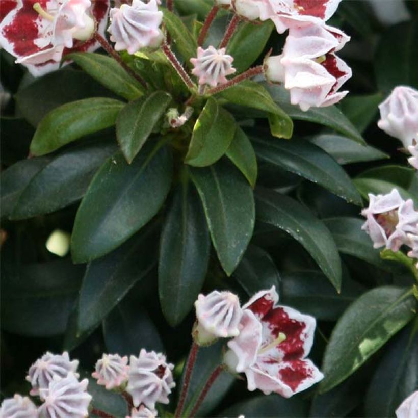 Kalmia latifolia Minuet - Alloro di montagna (Fogliame)