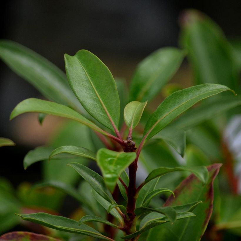 Kalmia latifolia Pinkobello - Alloro di montagna (Fogliame)