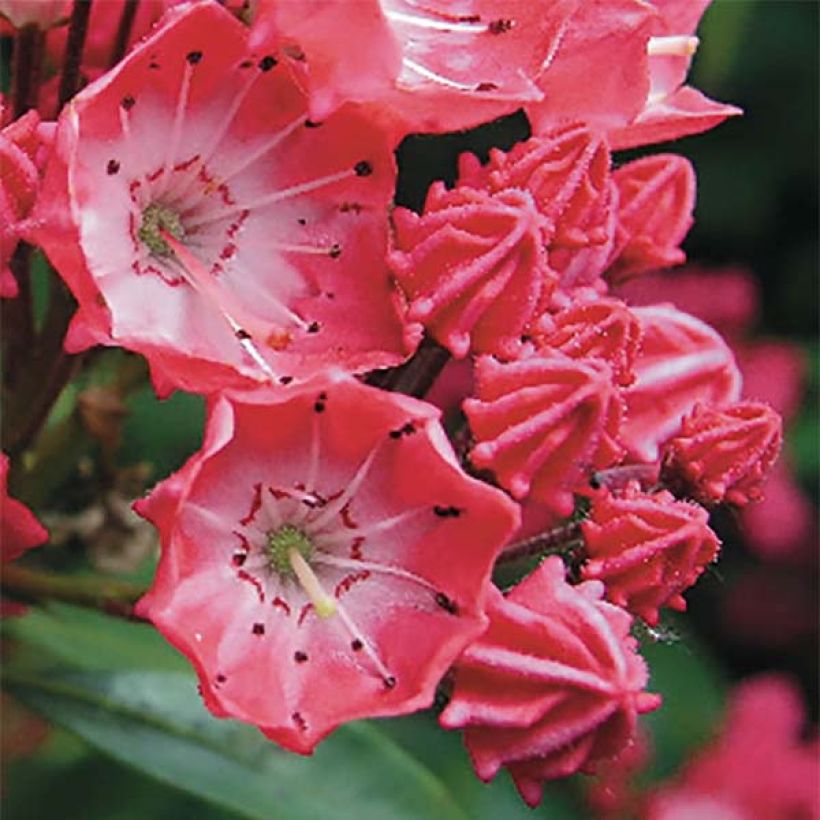 Kalmia latifolia Pinkobello - Alloro di montagna (Fioritura)