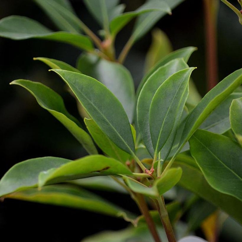 Kalmia latifolia Tad - Alloro di montagna (Fogliame)