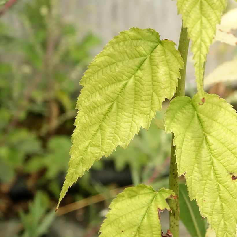 Kerria japonica Golden Guinea (Fogliame)