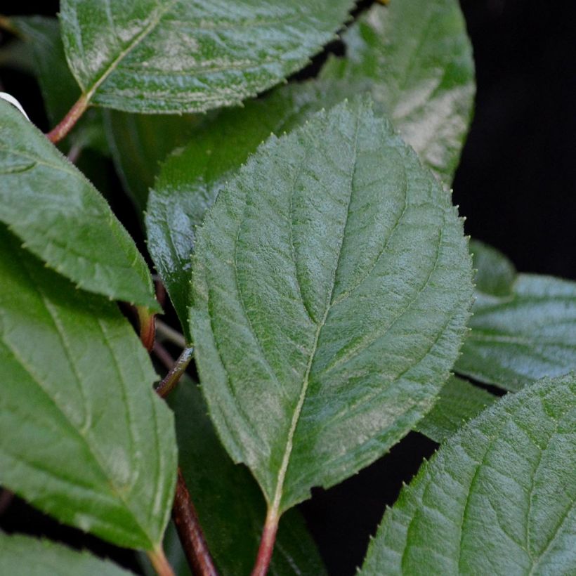 Kerria japonica Pleniflora (Fogliame)