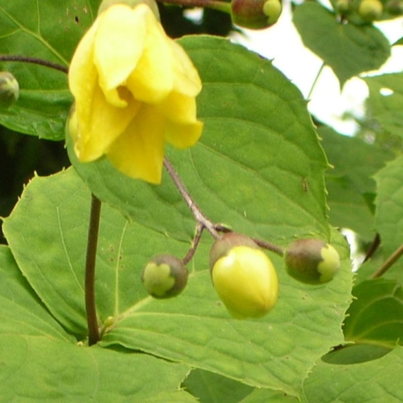 Kirengeshoma palmata (Fioritura)