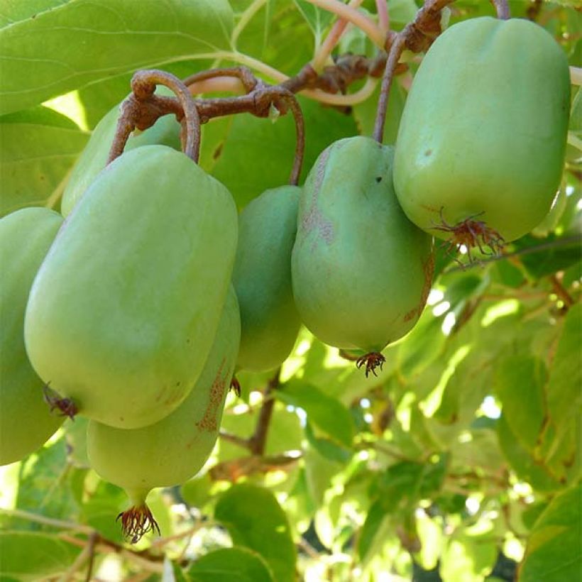 Mini kiwi Actinidia arguta Ambrosia (Feminna) (Raccolta)