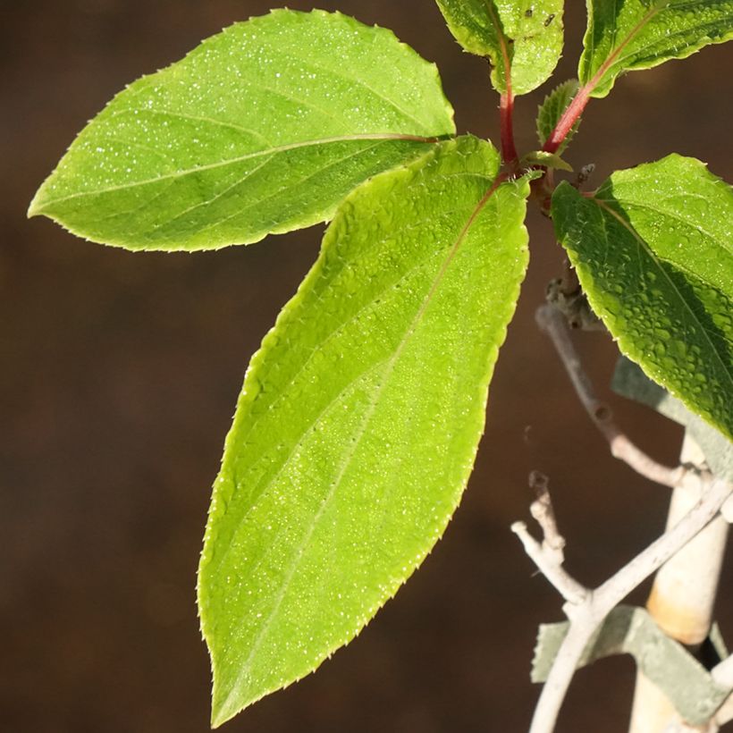 Mini kiwi Actinidia arguta Weima (Fogliame)