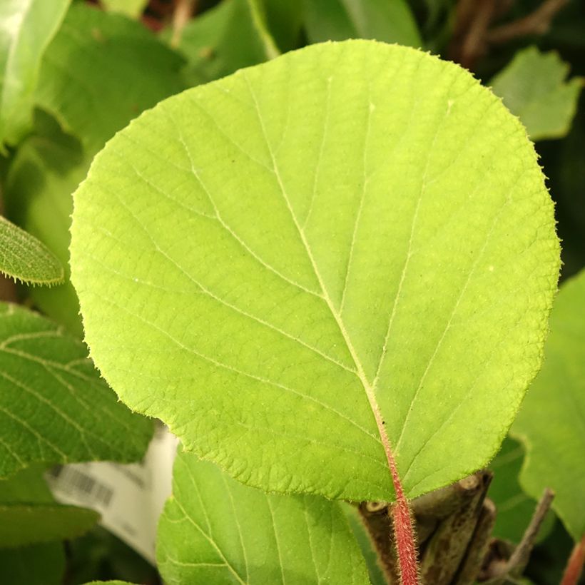 Kiwi Actinidia deliciosa Kiwidoo (feminna) (Fogliame)