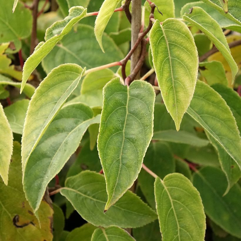 Mini kiwi Actinidia arguta Ken's Red (Fogliame)