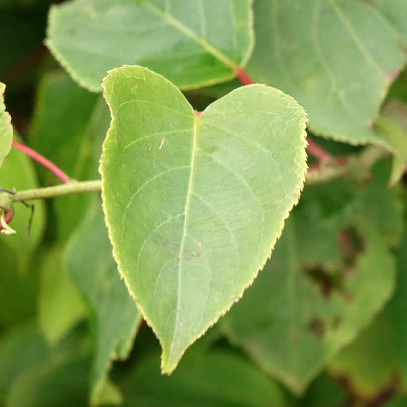 Mini kiwi Actinidia arguta Bingo (Feminna) (Fogliame)