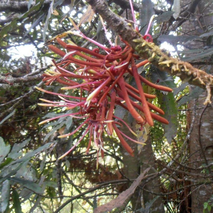 Knightia excelsa - Rewarewa (Fioritura)