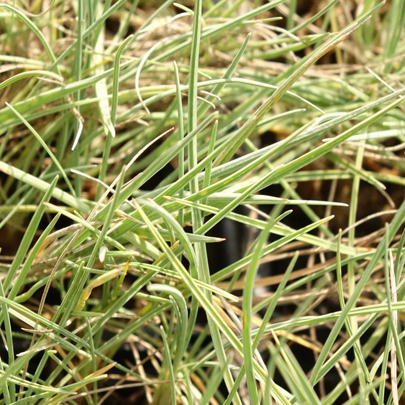 Koeleria glauca - Paléo bianco (Fogliame)