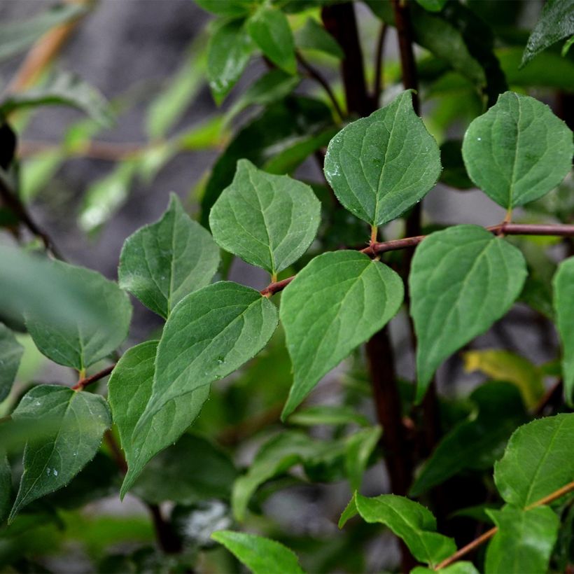 Kolkwitzia amabilis Pink Cloud (Fogliame)