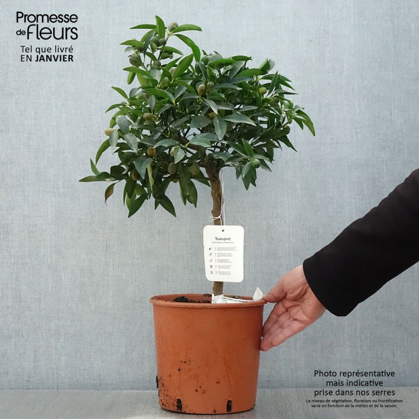 Kumquat à fruits ovales - Fortunella margarita Pot de 4L/5L esemplare consegnato in inverno