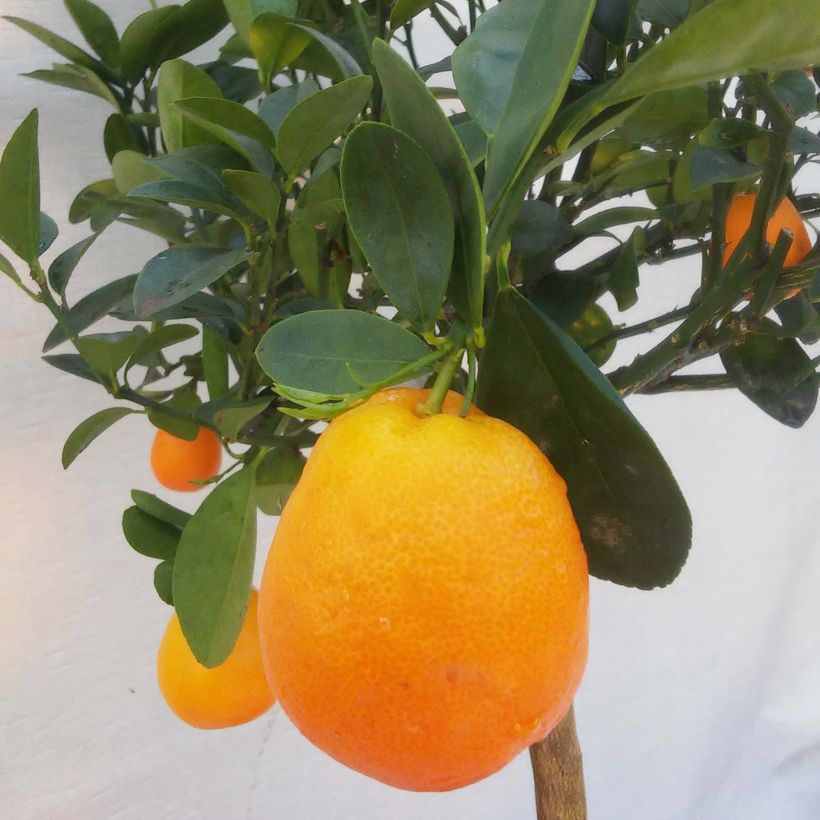 Citrus japonica obovata - Mandarino chinese (Raccolta)