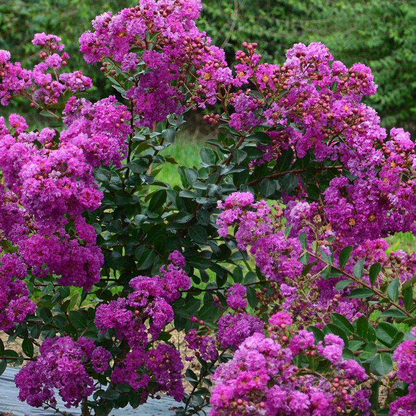 Lagerstroemia Violet d'Ete indyvio - Mirto crespo (Fioritura)